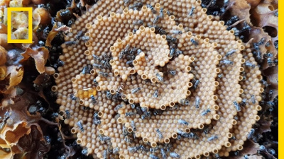 See the Unique Spiral Hives of the Australian Stingless Bee | National Geographic