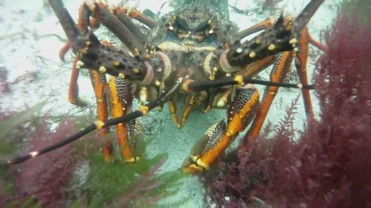 Crayfish Freediving Fiordland