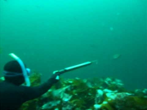 Spearfishing Norway(Kristiansund)