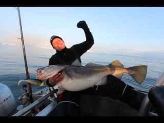 Fiskeri efter Skrei fra øen Sørøya i det norlige Norge