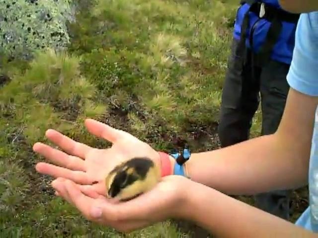 Lemen. (Lemming)