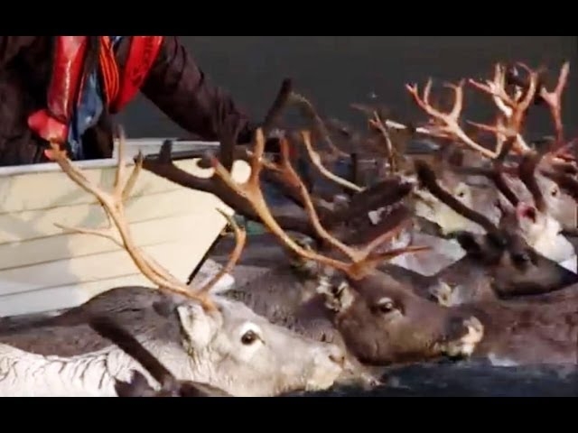 Arctic Reindeer river crossing - Human Planet - BBC