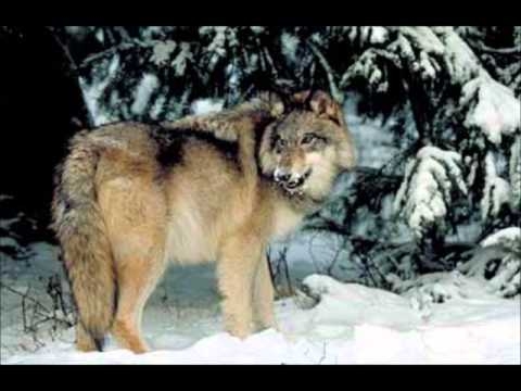 Norwegian Wolves