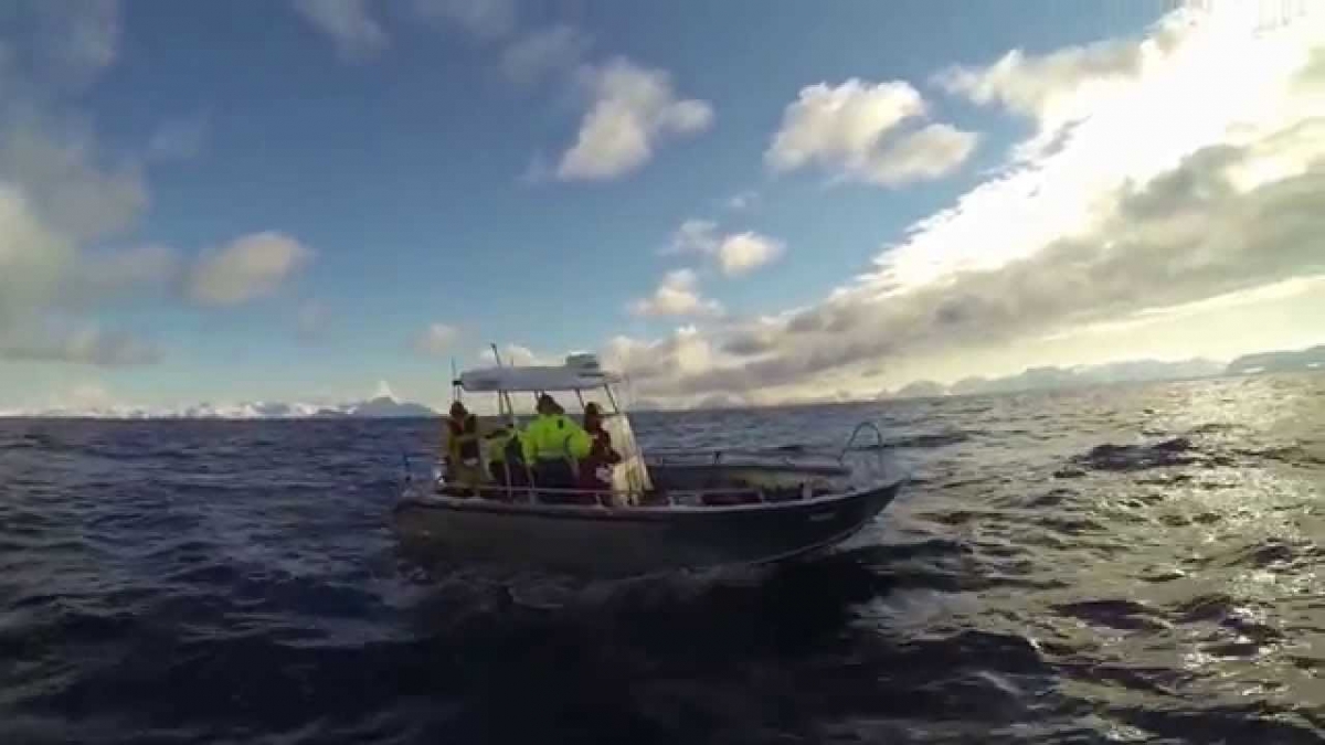 Sørøya Fun Tour 2014 - Skrei Fishing in Norway!