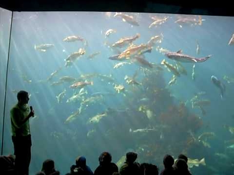 Ålesund-akvarium