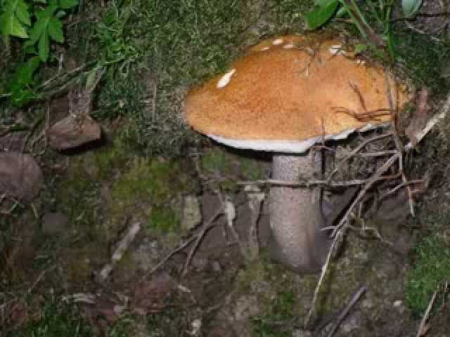 grzyby Norwegia