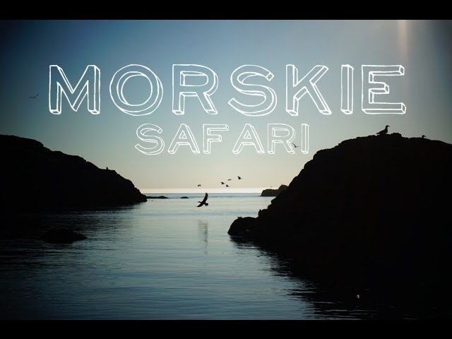 Morskie safari, Norwegia | Podróżne #76