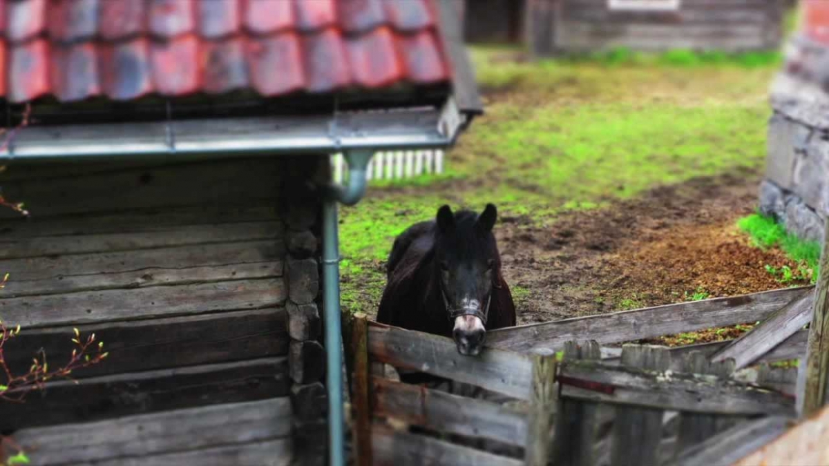 Norway Trip (May 2012)