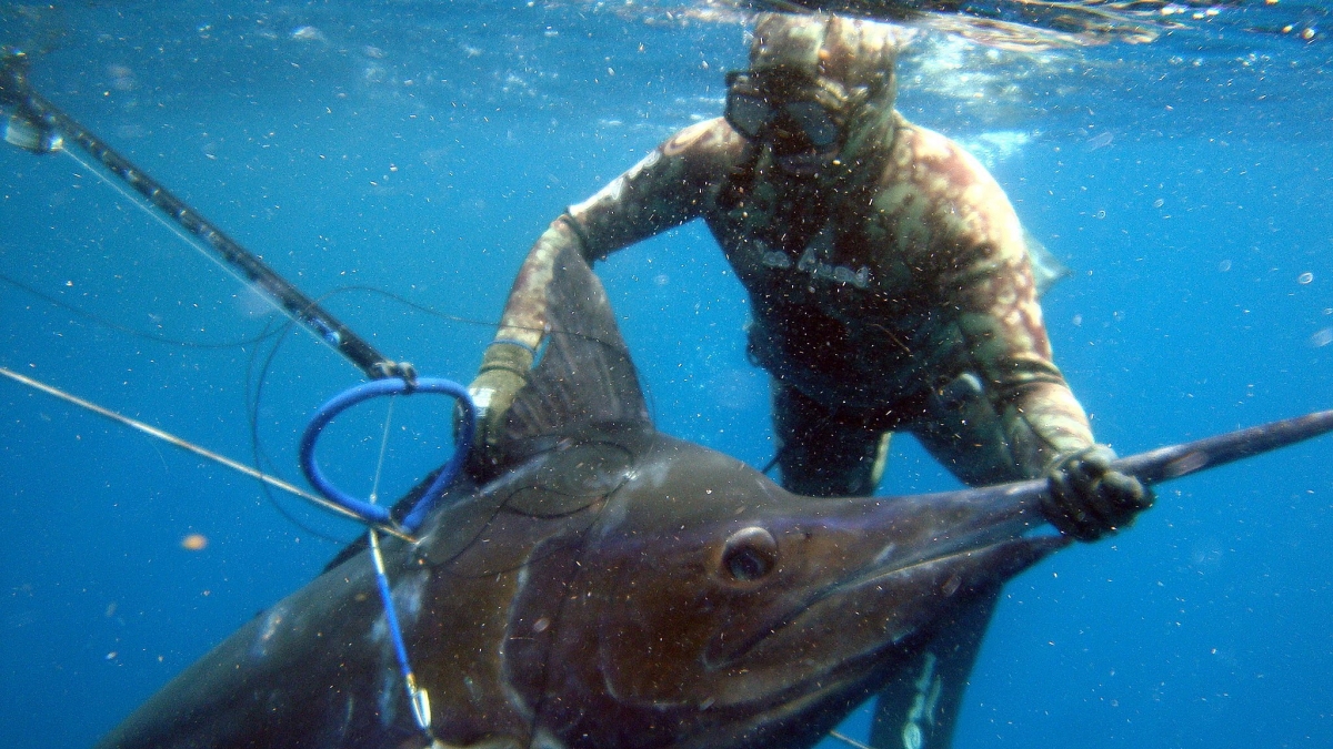 Spearfishing One Fish