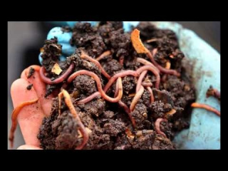 Thousands of Earthworms Rain Down from Skies Over Norway