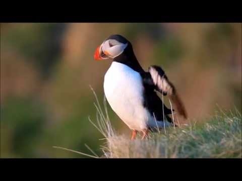 Atlantic Puffin, Lunde (Fratercula arctica), Runde (M&R) (Norway) 9.april 2014